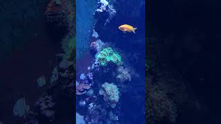 Loveland Living Planet Aquarium Draper Utah | Subscribe for more travel videos #utah #utah #aquarium